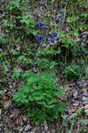 European columbine